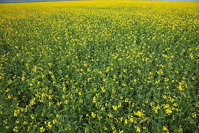 R星：会在适当的时候发布《GTA6》PC版消息