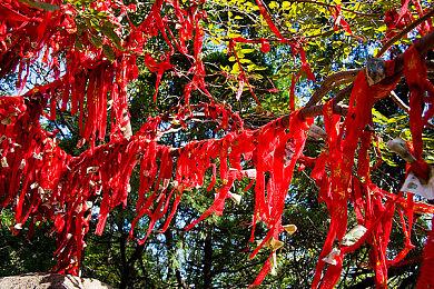 休闲解谜游戏《Seedlings》明年4月上线steam 官方发布预告片